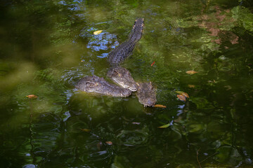 Big three crocodile are looking in green water lake. Thailand