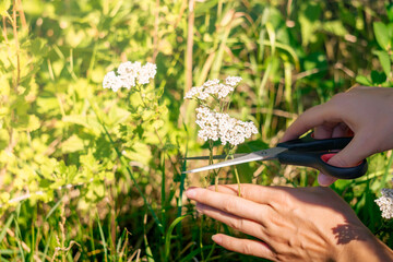 Fototapeta na wymiar hands of a woman herbalist cut off the yarrow inflorescences with scissors close-up on a blurred natural background