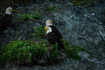 american bald eagle
