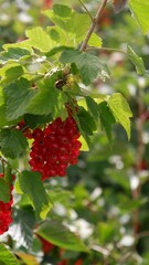 red currants on a green hedge on a plantation