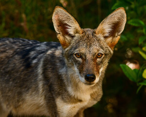 Coyote (Canis latrans) in the suburbs