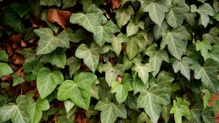 Green leaves form a natural background with copy space