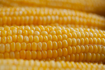 蒸して調理されたトウモロコシのクロースアップ  スイートコーン 日本