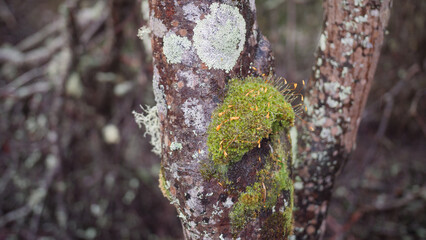 Close up macro shot of moss, lichen and orange flowers on a tree in Tasmania