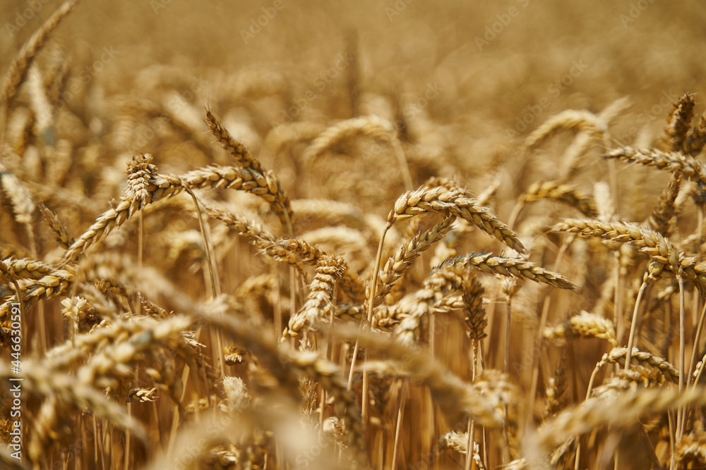 Wall mural ripe wheat ears in the countryside