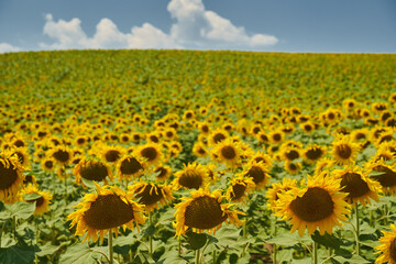 Naklejka premium Sunflower field in the summer