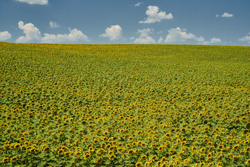 Sunflower field in the summer