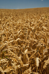 Wheat field ripe in the summer