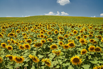 Sunflower field in the summer