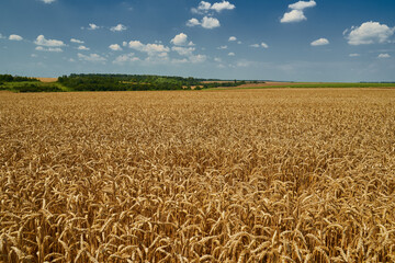 Wheat field ripe in the summer