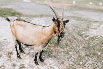 A handsome, old, long-haired, with large horns, brown bearded, big-eyed goat stands on a pasture for animals in the countryside in nature.