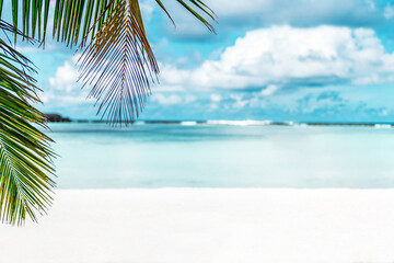 Palm leaves on the background of zur water and white sand of a Maldivian beach