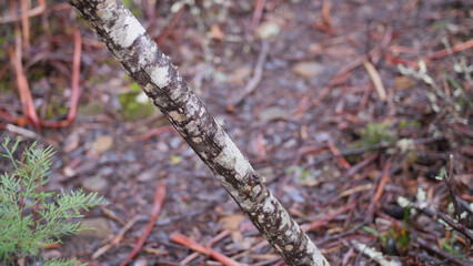 Close up macro shot of bark on a small tree in Tasmania