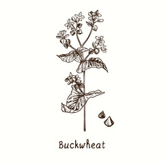 Buckwheat plant. Ink black and white doodle drawing in woodcut style.
