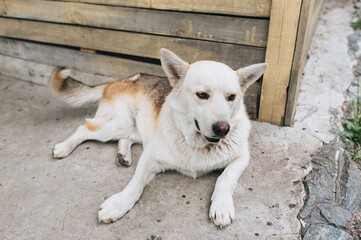 A beautiful, large, fluffy, old white dog lies on the background of a wooden booth, waiting for the owner. A good guard for people. Favorite pet.