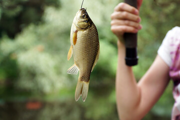 fishing carp fish on a hook hanging the hands of a child fishing rod