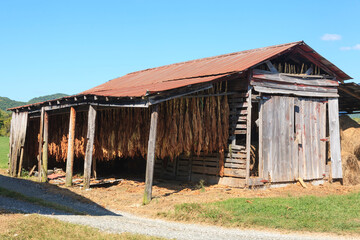 Tobacco hanging in old weathered rural barn to cure