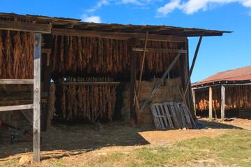Tobacco hanging in old  weathered rural barn to cure