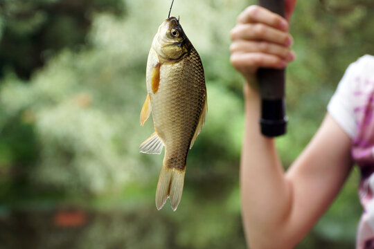 Fishing Carp Fish On A Hook Hanging The Hands Of A Child Fishing Rod