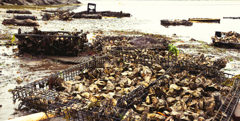 Oyster farming in Wellfleet MA on Cape Cod © cindygoff