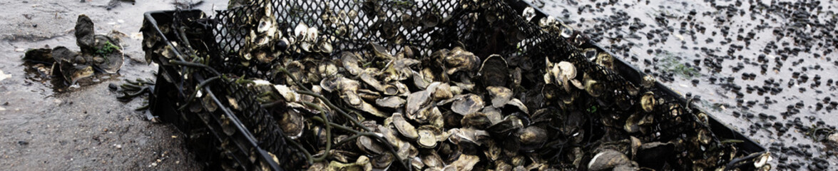 Banner size-Oyster farming and oyster beds in Wellfleet Massachusetts © cindygoff