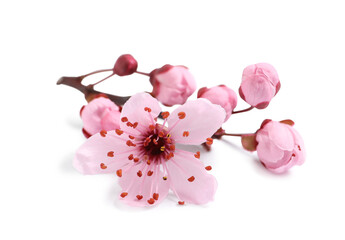 Beautiful pink sakura tree blossoms isolated on white
