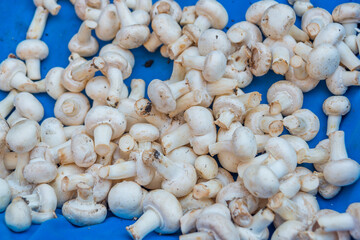 ANTALYA, TURKEY: Sale of mushrooms in a street market. Grocery traditional Turkish bazaar in Antalya.