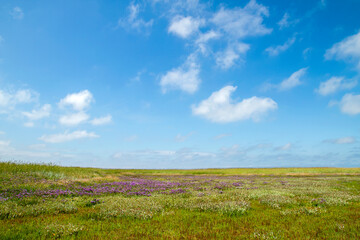 Sea lavender flowers blooming in a marshland