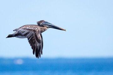 Brown Pelican