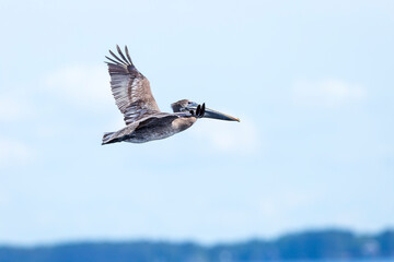 Brown Pelican