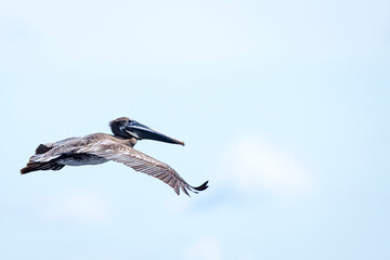 Pelican in flight