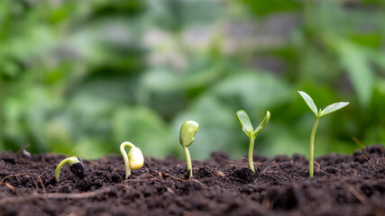 Concept of plant growth and cropping. Trees growing on fertile soils, respectively, the germination of trees.