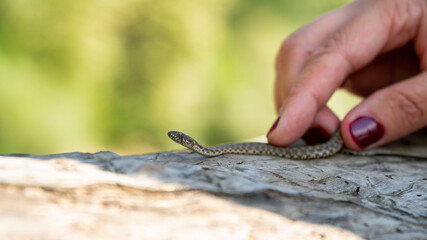 Dice snake (Natrix tessellata) - preparation for a photo shoot