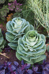 cabbage plants growing in a pretty vegetable garden 