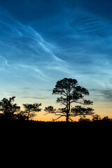 Fototapeta na wymiar Noctilucent clouds, known also as night shining clouds seen in the summer at Kakerdaja bog in Estonia, Europe