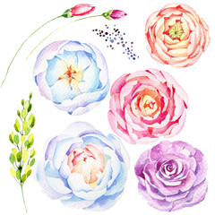 Watercolor peonies and roses
