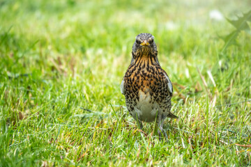 Wood bird Fieldfare, Turdus pilaris, on a sprng lawn.