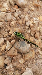 dragonfly on a leaf