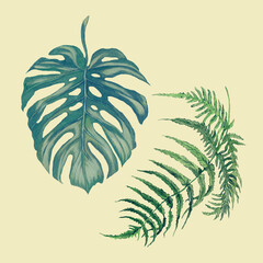 Hand drawn vintage watercolor illustration of monstera and fern