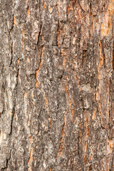 Bark of tree. Pine tree bark texture. Aged and dry tree bark. Rough material.