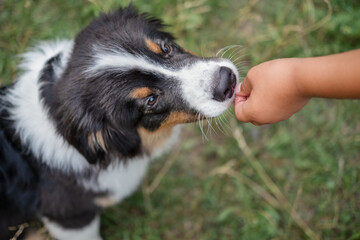 Kids hands feeding australian shepherd three colours puppy dogs on grass