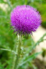 Purple artichoke flower thistle growing in the garden