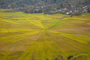 Fototapeta na wymiar Spider Web form of traditional Rice field 