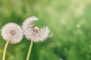 white dandelions with seeds on a green blurry background
