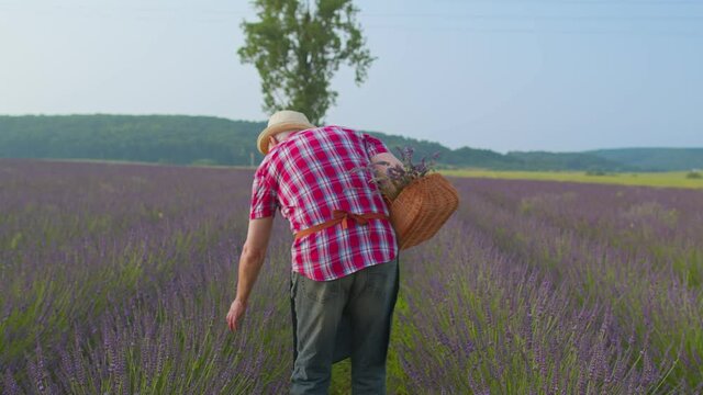 Senior elderly man grandfather farmer gathering lavender plant in herb garden, retirement activities. Lavender blooming farm bushes field, harvesting and drying. Lavender, oil production. Rear view