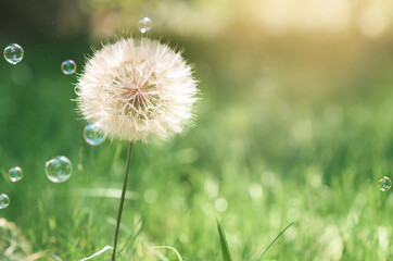 big dandelion with flying soap bubbles