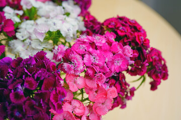Bouquet of Pink and white Sweet William dianthus flowers