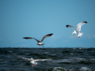 Fototapeta na wymiar Three seagulls fly over the sea waves, hunting fish on a sunny day