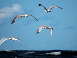 Four seagulls fly over the sea waves, hunting fish on a sunny day