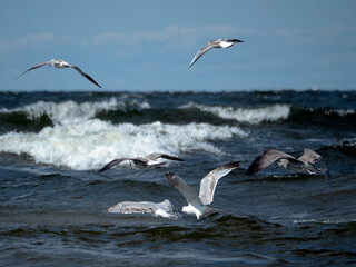 Five seagulls fly over the sea waves, hunting fish on a sunny day